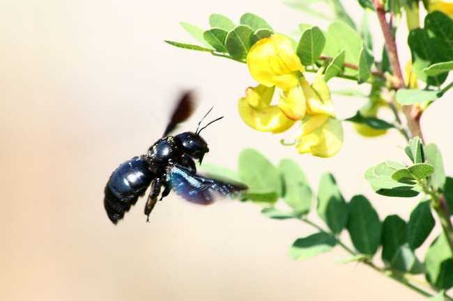 Grosso imenottero nero con rilfessi blu: Xylocopa sp.